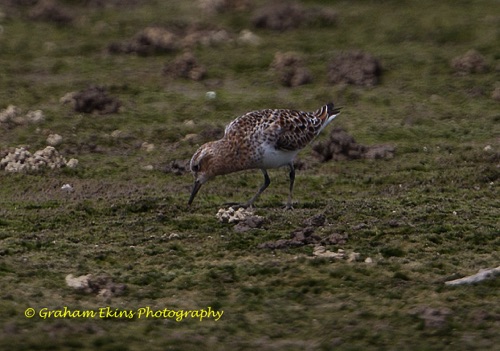 Red-necked Stint
Mai Po wetlands